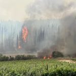 ''כלל לא ברור אם הייתה בכלל הצתה'' צילום: עובדי ויערני קק"ל