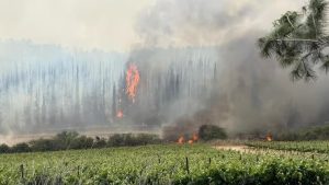 ''כלל לא ברור אם הייתה בכלל הצתה'' צילום: עובדי ויערני קק"ל